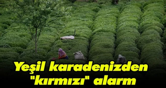 Yeşil Karadeniz'den ''kırmızı'' alarm