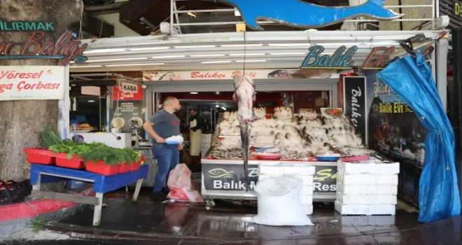 Yeşilırmak’ta oltaya 1 metre 70 santimetrelik yayın balığı takıldı