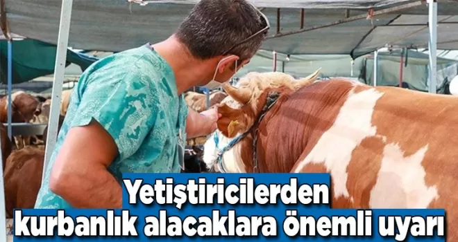 Yetiştiricilerden kurbanlık alacaklara önemli uyarı