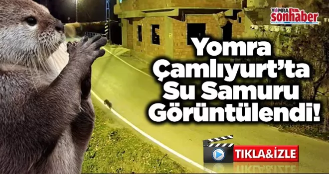 Yomra Çamlıyurt’ta Su Samuru Görüntülendi!