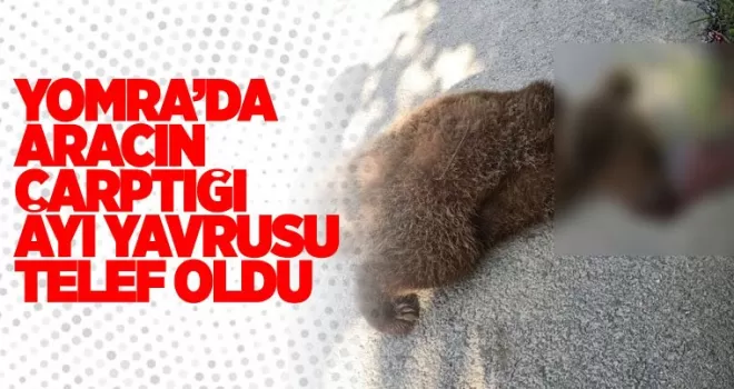 Yomra'da aracın çarptığı ayı yavrusu telef oldu