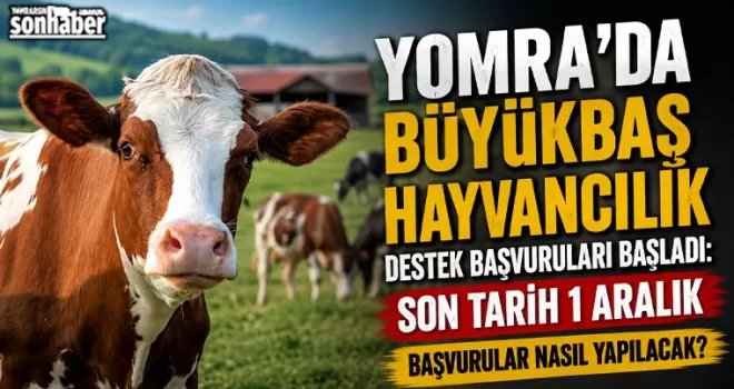Yomra’da Büyükbaş Hayvancılık Destek Başvuruları Başladı: Son Tarih 1 Aralık