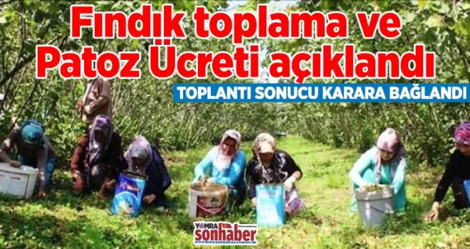 Yomra’da fındık toplama ve Patoz Ücreti ne kadar?
