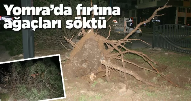 Yomra'da fırtına ağacı söktü!