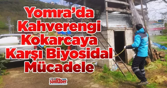 Yomra’da Kahverengi Kokarcaya Karşı Biyosidal Mücadele