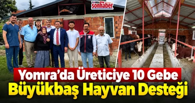 Yomra’da Üreticiye 10 Gebe  Büyükbaş Hayvan Desteği