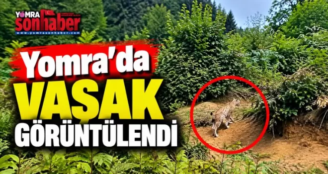 Yomra’da Vaşak Görüntülendi
