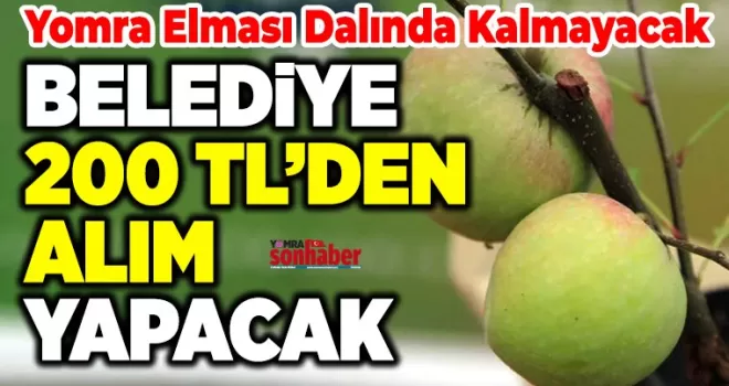 Yomra Elması Dalında Kalmayacak Belediye 200 TL’den Alım Yapacak