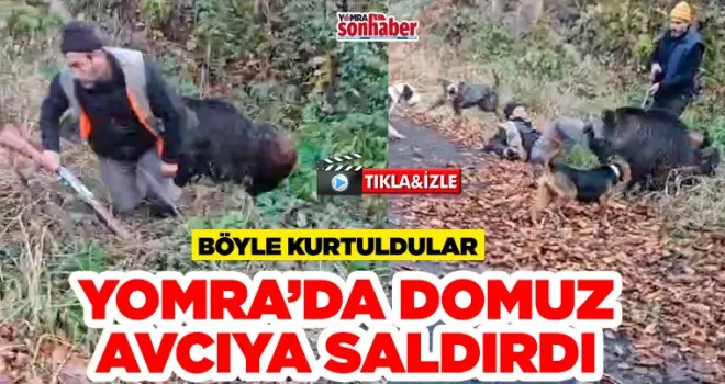Yomralı Avcı Hacıhamzaoğlu’na domuz saldırdı 