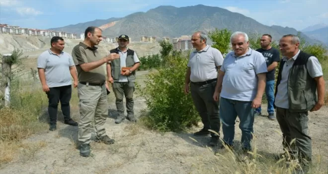 Yusufeli'nin yeni yerleşim yerinde 300 dekarlık alan ağaçlandırıldı