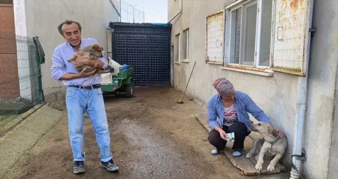 Zonguldak’ta köpeğin darbedilerek öldürüldüğü iddiası