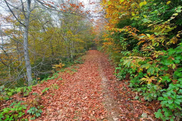 Yomra'da Sonhabar Hayran Bırakıyor