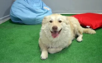 Yaralı bulunup tedavi ettirilen köpek 