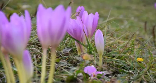 Kışın habercisi “vargit“ çiçekleri Trabzon’un yüksek kesimlerine renk kattı